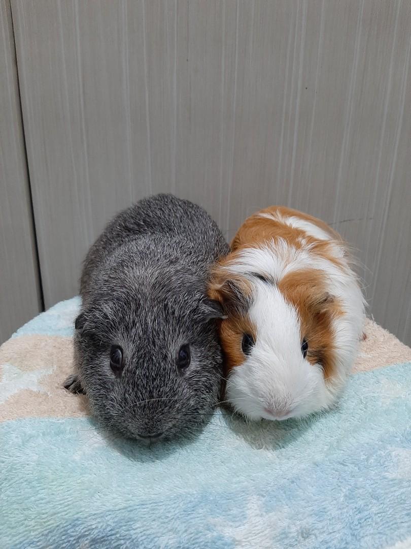Harga discount guinea pig