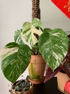 (Category: ) located in . Submitted by raskar (Listing ID 1146547996, Image 1). Description: .