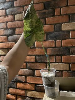 (Category: ) located in . Submitted by maaadplants (Listing ID 1146669026, Image 1). Description: .