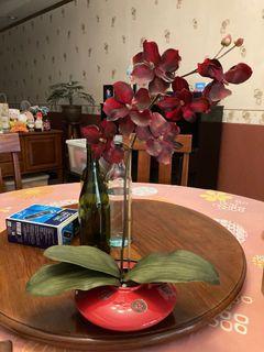 Red Plant in Red Vase