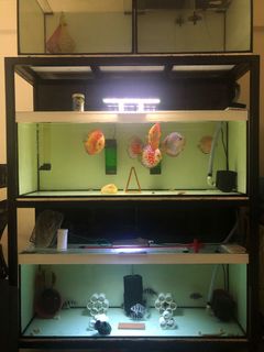 (Category: ) located in . Submitted by mateo9686 (Listing ID 1150047730, Image 1). Description: .