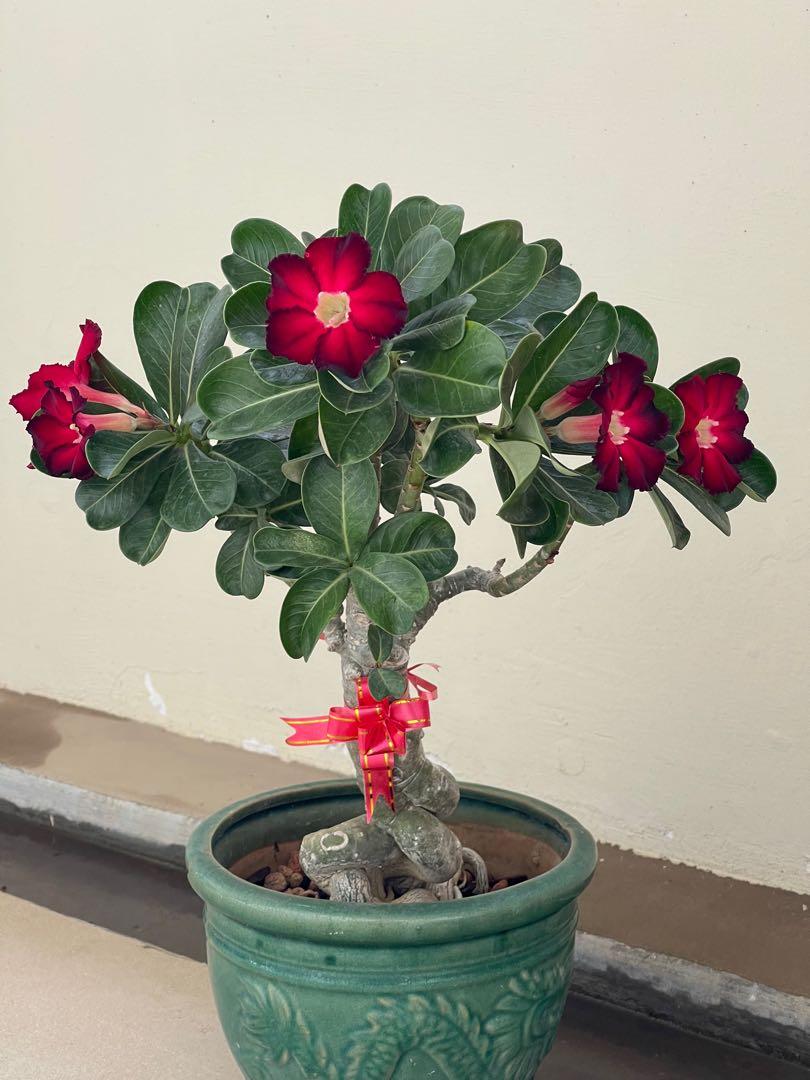 Desert Rose 'Adenium' Trees for Sale – FastGrowingTrees.com