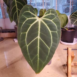 （分類：）位於 。 由 hkplantopia 提交（商品編號 1150120219，圖片 1）。簡介： 。
