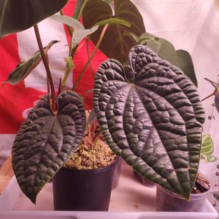 （分類：）位於 。 由 hkplantopia 提交（商品編號 1150116852，圖片 1）。簡介： 。
