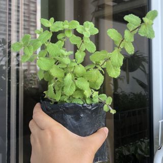 (Category: ) located in . Submitted by urbangardener (Listing ID 1150050084, Image 1). Description: .