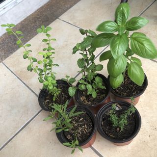(Category: ) located in . Submitted by urbangardener (Listing ID 1149747543, Image 1). Description: .