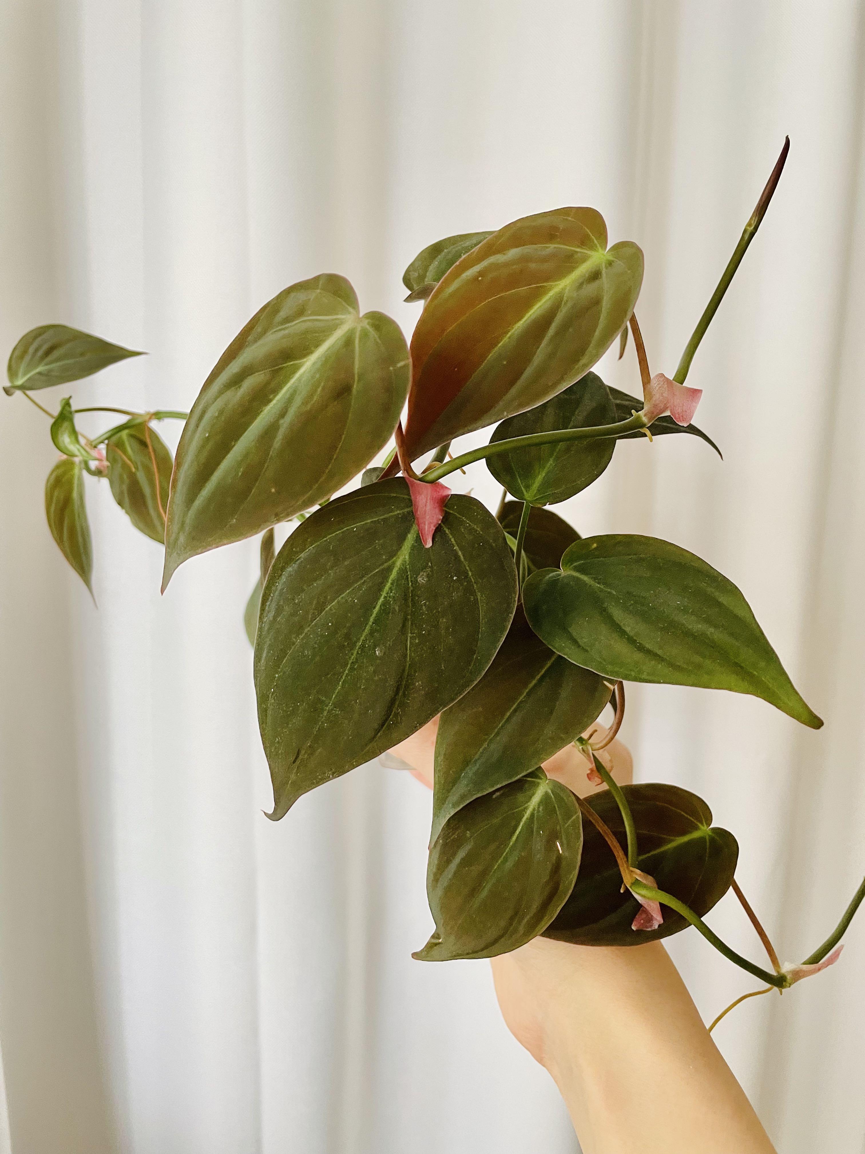 Philodendron Mican 雲母蔓綠絨 網紅觀葉植物 天鵝絨質感盆栽 傢俬 家居 園藝 植物及種子on Carousell