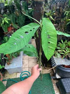(Category: ) located in . Submitted by shiggai (Listing ID 1150121879, Image 1). Description: .