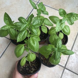 (Category: ) located in . Submitted by urbangardener (Listing ID 1149197479, Image 1). Description: .