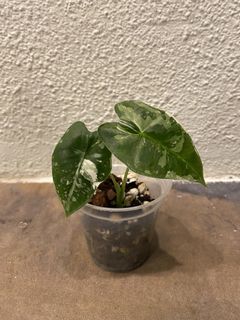 (Category: ) located in . Submitted by plantnappers (Listing ID 1150138024, Image 1). Description: .
