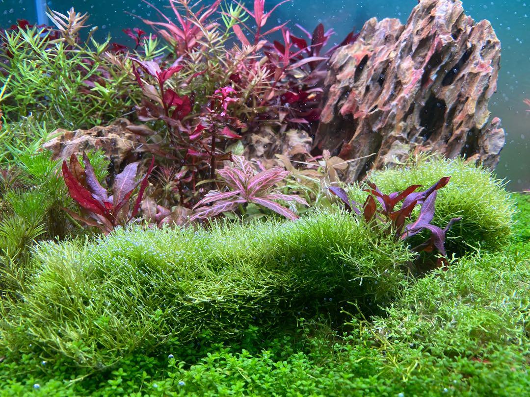 水草冒泡之王鹿角苔 即叫即拔 寵物用品 寵物家品及其他 Carousell