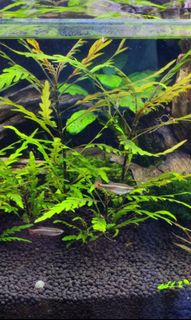 (Category: ) located in . Submitted by 321aquascape (Listing ID 1150301786, Image 1). Description: .