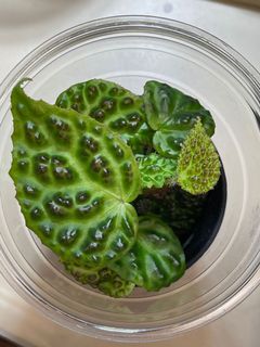（分類：）位於 。 由 thelostforest 提交（商品編號 1150269815，圖片 1）。簡介： 。