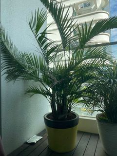 (Category: ) located in . Submitted by yolanda_33 (Listing ID 1150291938, Image 1). Description: .