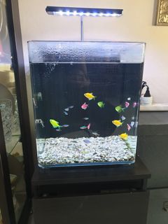 (Category: ) located in . Submitted by mohdasyraf999 (Listing ID 1150264531, Image 1). Description: .