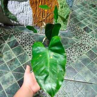 Green Emerald philodendron