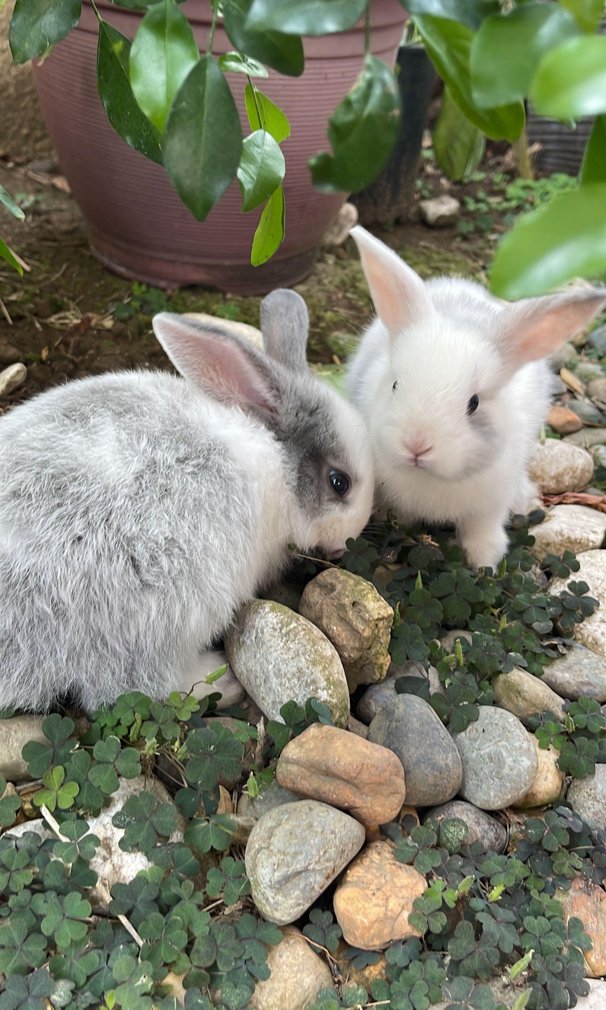 Mixed Breed Rabbits, Pet Supplies, Homes & Other Pet Accessories on