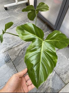 (Category: ) located in . Submitted by plantsparty (Listing ID 1150385431, Image 1). Description: .
