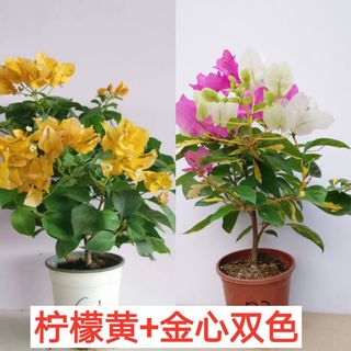 （分類：）位於 。 由 elsa811 提交（商品編號 1150470003，圖片 1）。簡介： 。