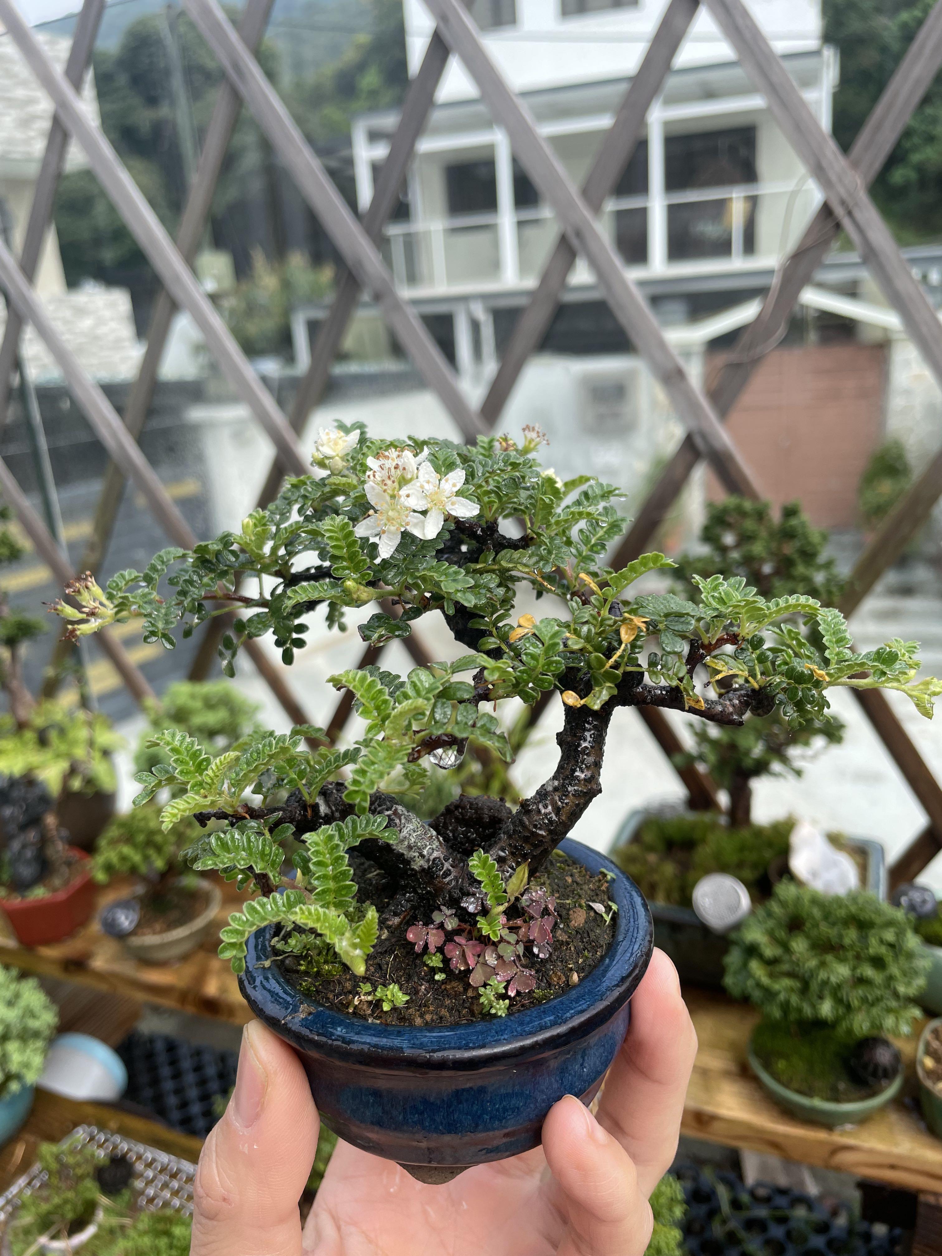 姫山椒盆景小樹清香花 傢俬 家居 園藝 植物及種子 Carousell