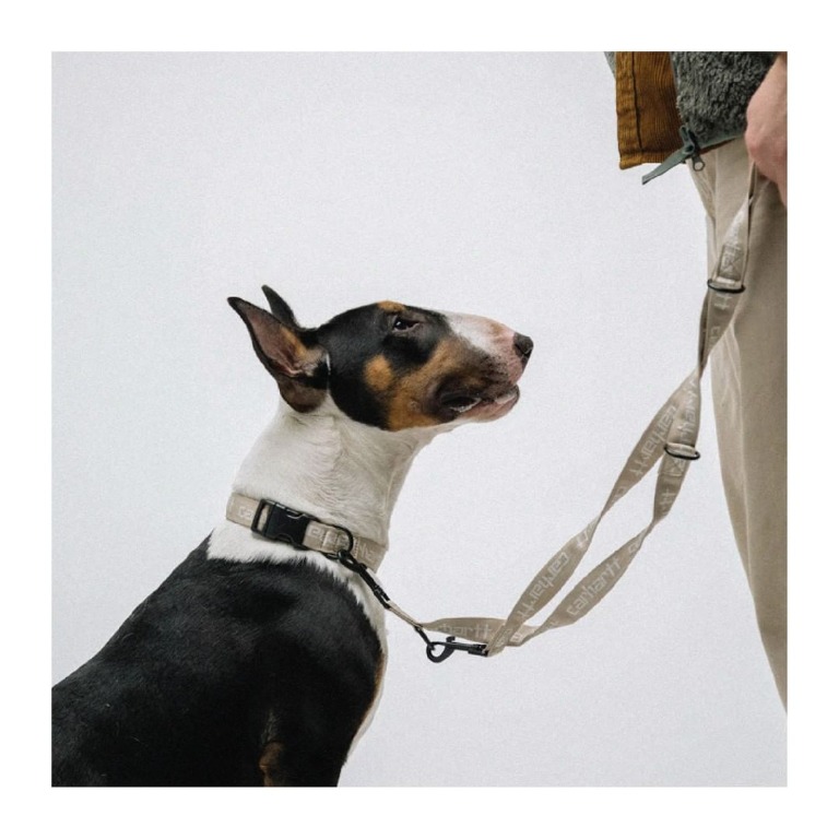 Carhartt WIP Script Dog Leash & Collar, Pet Supplies, Homes & Other Pet
