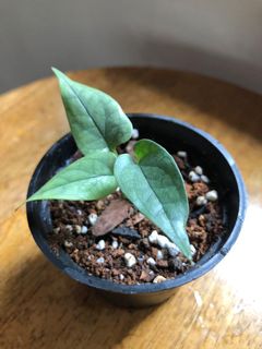 （分類：）位於 。 由 wildlifeinnit 提交（商品編號 1150431034，圖片 1）。簡介： 。
