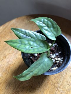 （分類：）位於 。 由 wildlifeinnit 提交（商品編號 1150432051，圖片 1）。簡介： 。
