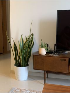 (Category: ) located in . Submitted by sunseeker101 (Listing ID 1150553275, Image 1). Description: .