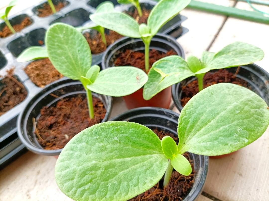 嫁接8424西瓜苗 日本小玉西瓜苗 傢俬 家居 園藝 植物及種子 Carousell