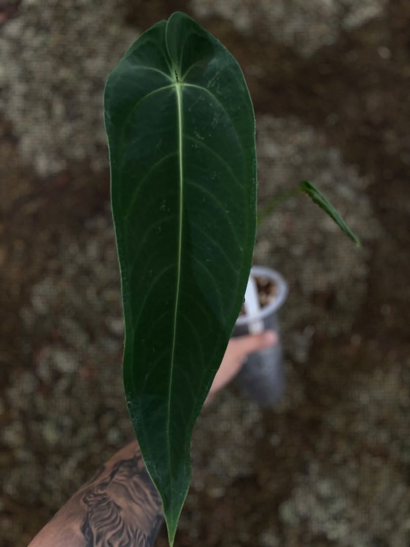 Anthurium Warocqueanum Esmeralda, Furniture & Home Living, Gardening