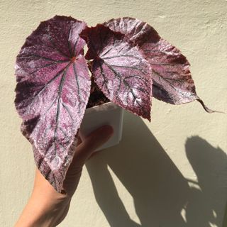 (Category: ) located in . Submitted by plant.anything (Listing ID 1150633254, Image 1). Description: .