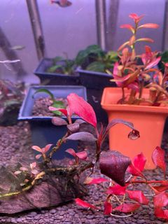 (Category: ) located in . Submitted by etcetcetcetcetc (Listing ID 1150756488, Image 1). Description: .