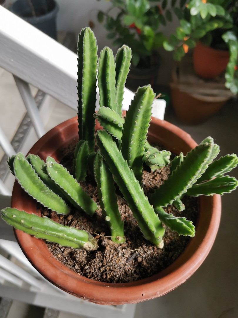 Free Starfish Succulent 1 Stalk Each Buyer Furniture Home Living Gardening Plants Seeds On Carousell