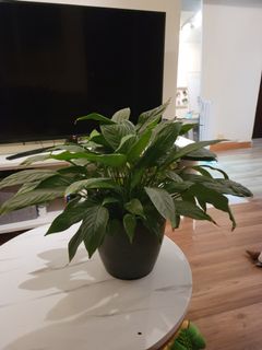 （分類：）位於 。 由 sunflower32 提交（商品編號 1150729909，圖片 1）。簡介： 。
