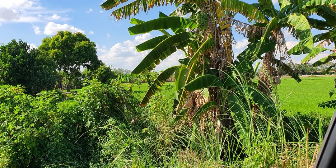 12 hectares land for sale in Concepcion Tarlac Philippines, Property