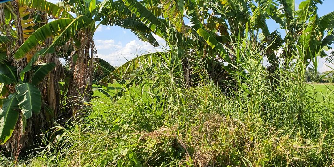 12 hectares land for sale in Concepcion Tarlac Philippines, Property