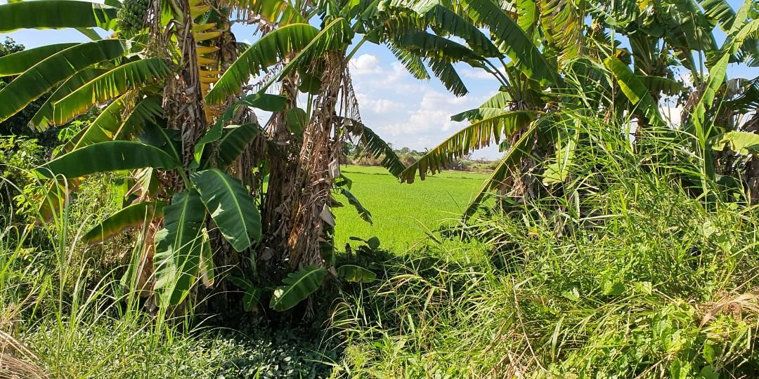 12 hectares land for sale in Concepcion Tarlac Philippines, Property