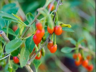 (Category: ) located in . Submitted by findingplants (Listing ID 1150956763, Image 1). Description: .