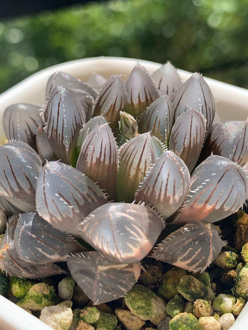 赤線 玉露錦十二卷多肉植物 傢俬 家居 園藝 植物及種子 Carousell