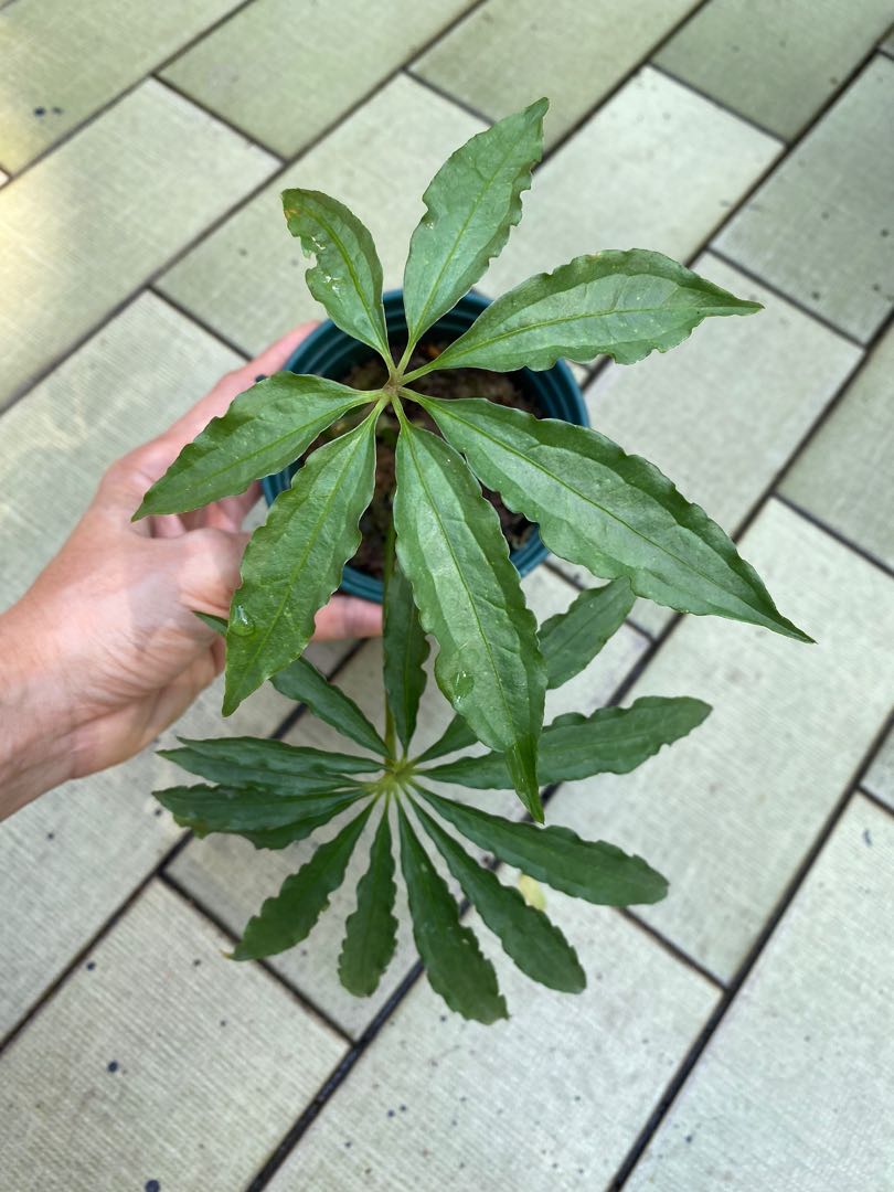 Anthurium polyschistum tweed (free delivery), Furniture & Home Living,  Gardening, Plants & Seeds on Carousell