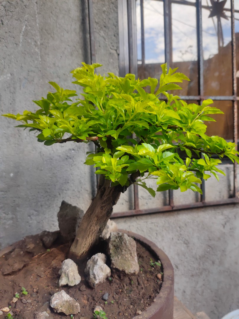 Golden Duranta Bonsai Furniture Home Living Gardening Plants Seeds On Carousell