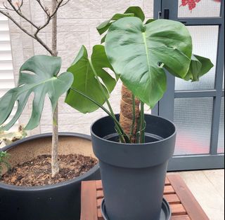 （分類：）位於 。 由 cc113_belice_backyard 提交（商品編號 1150876656，圖片 1）。簡介： 。
