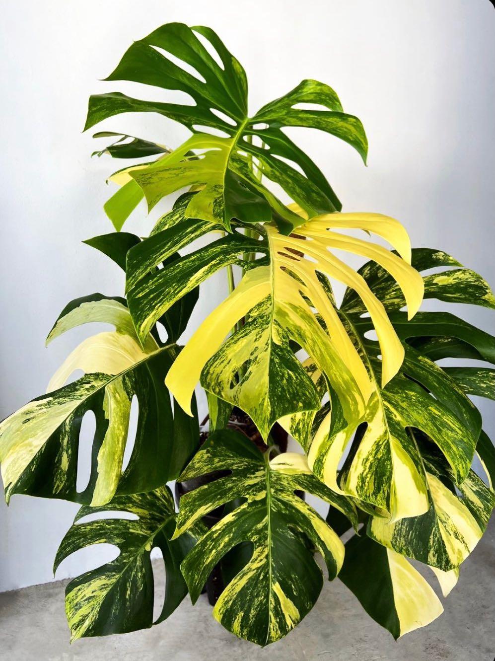 monstera borsigiana yellow variegata