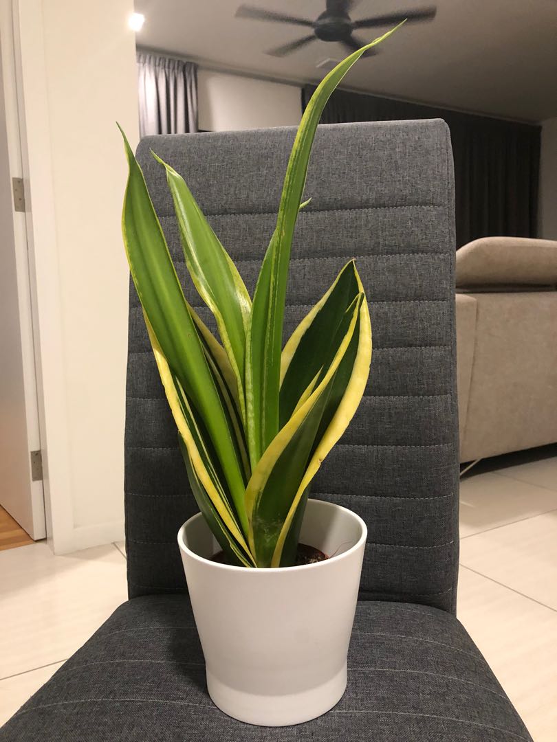 Snake plant + Ikea white pot, Furniture & Home Living, Gardening, Pots