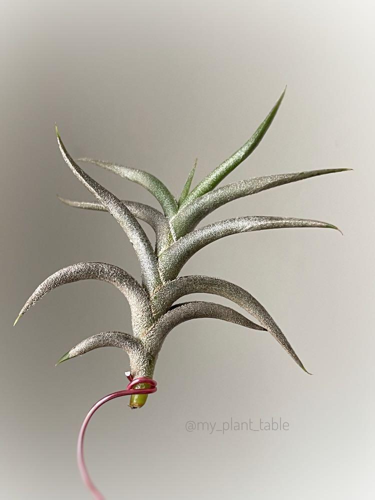 Tillandsia gilliesii ssp. Polysticha チランジア ギリエシー ポリス