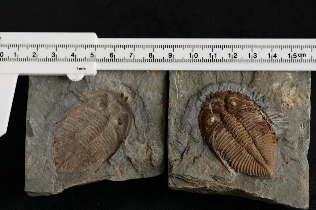 三葉蟲化石Trilobite fossil ! 亞洲產罕有完整Coronocephalus 王冠蟲志留紀對開標本002