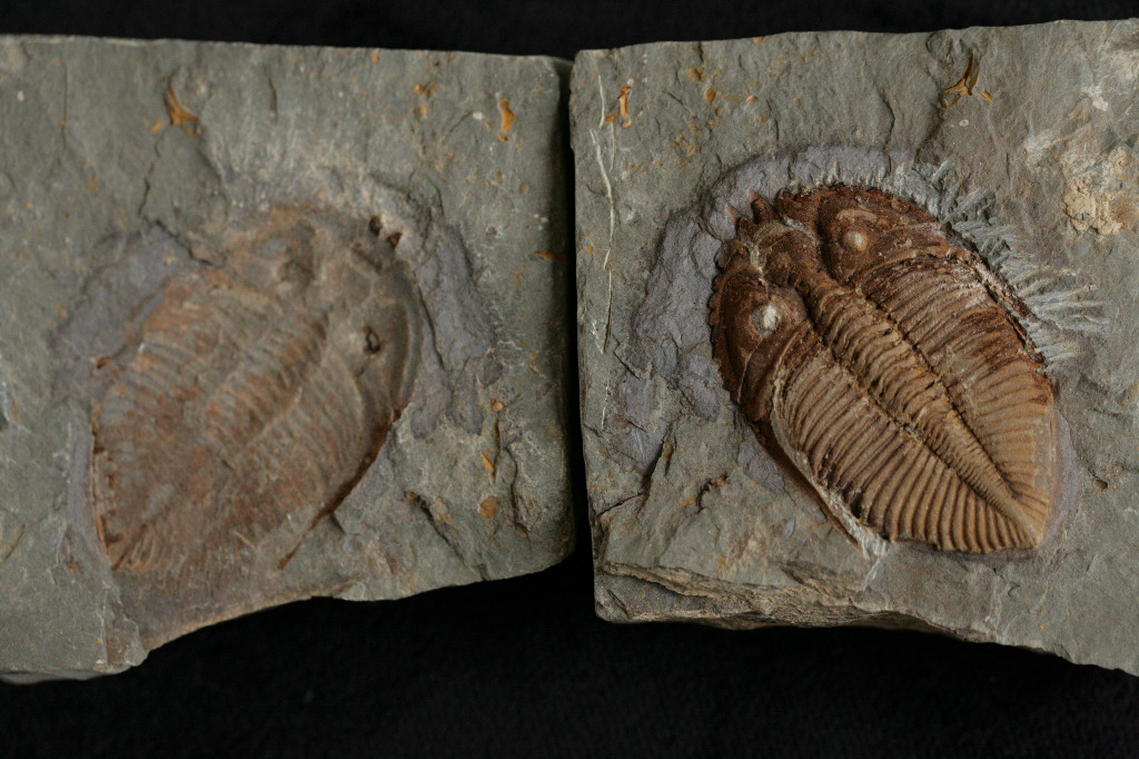 三葉蟲化石Trilobite fossil ! 亞洲產罕有完整Coronocephalus 王冠蟲志留紀對開標本002