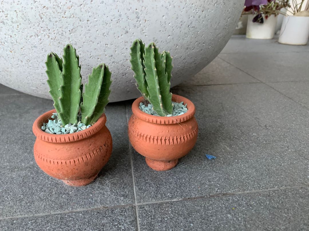 Cactus In Cute Pots Furniture Home Living Gardening Plants Seeds On Carousell