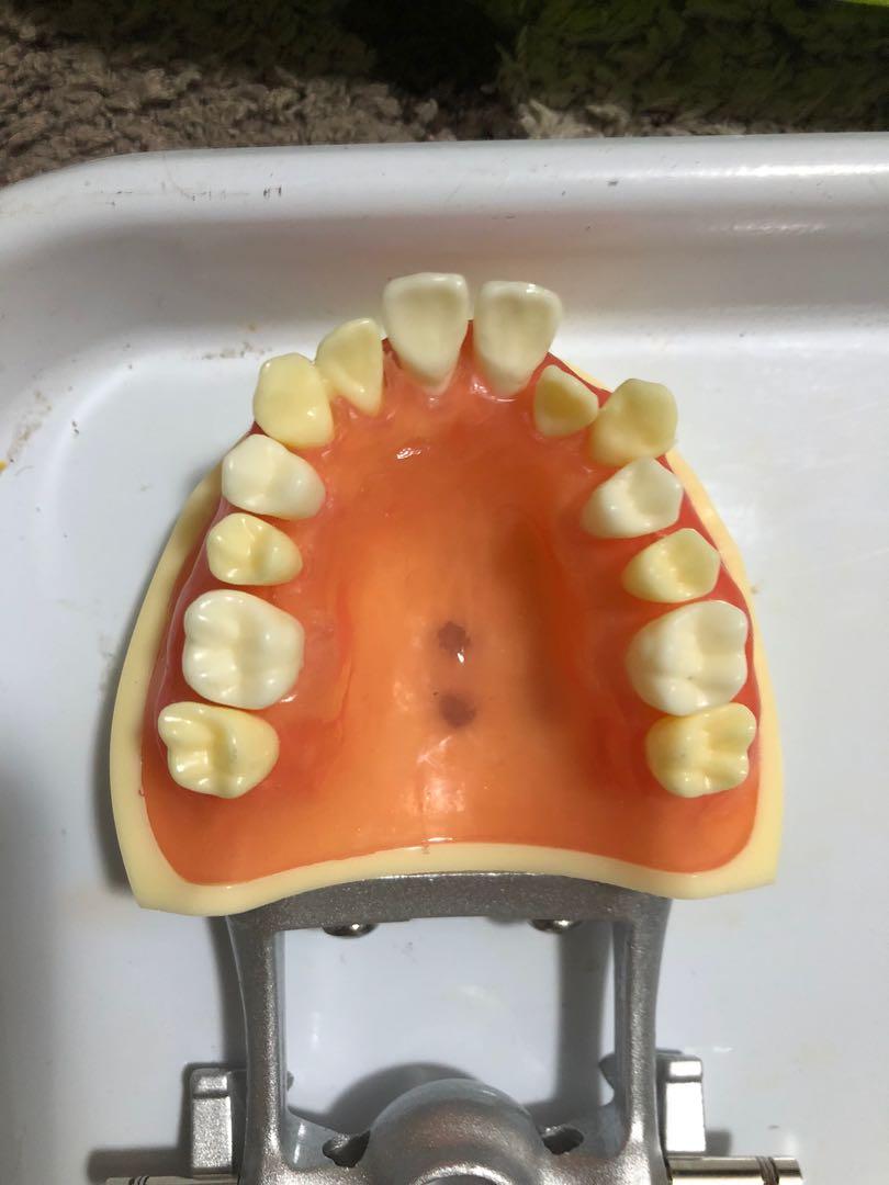 Dental Oral surgery Typodont Jaw Articulator OS typo articulator, Health & Nutrition, Medical