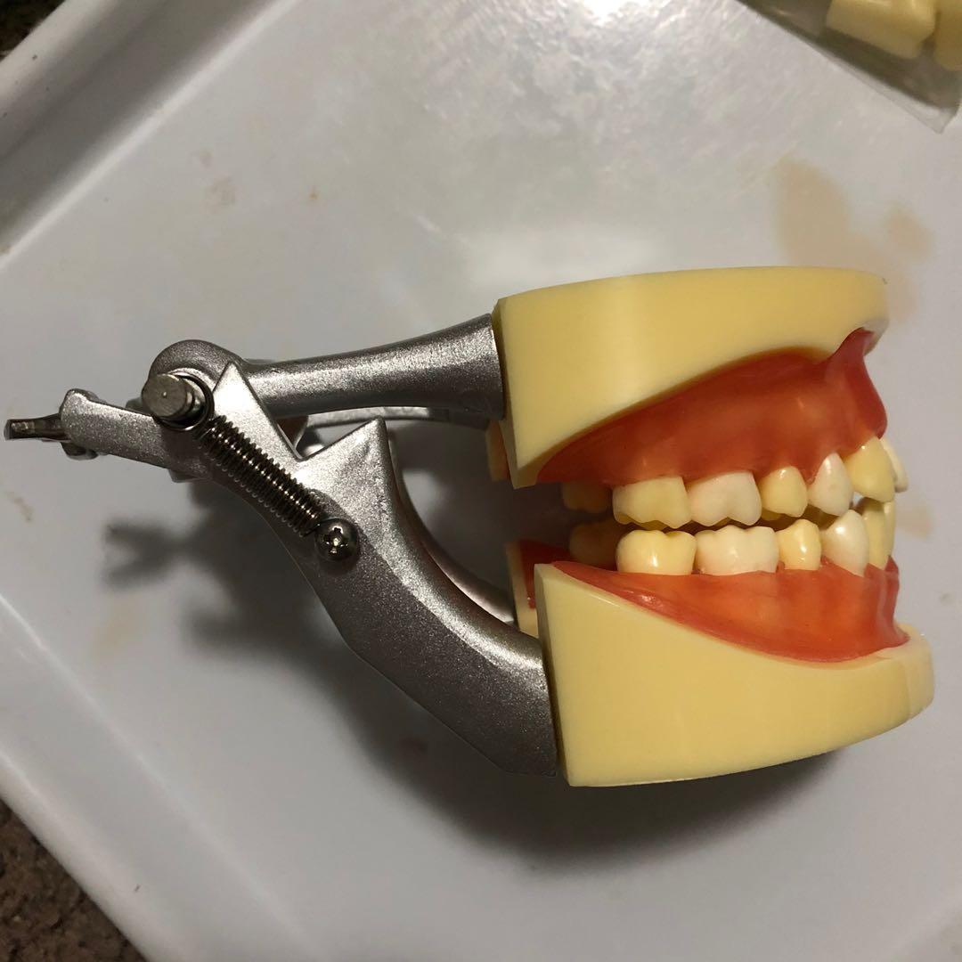 Dental Oral surgery Typodont Jaw Articulator OS typo articulator, Health & Nutrition, Medical